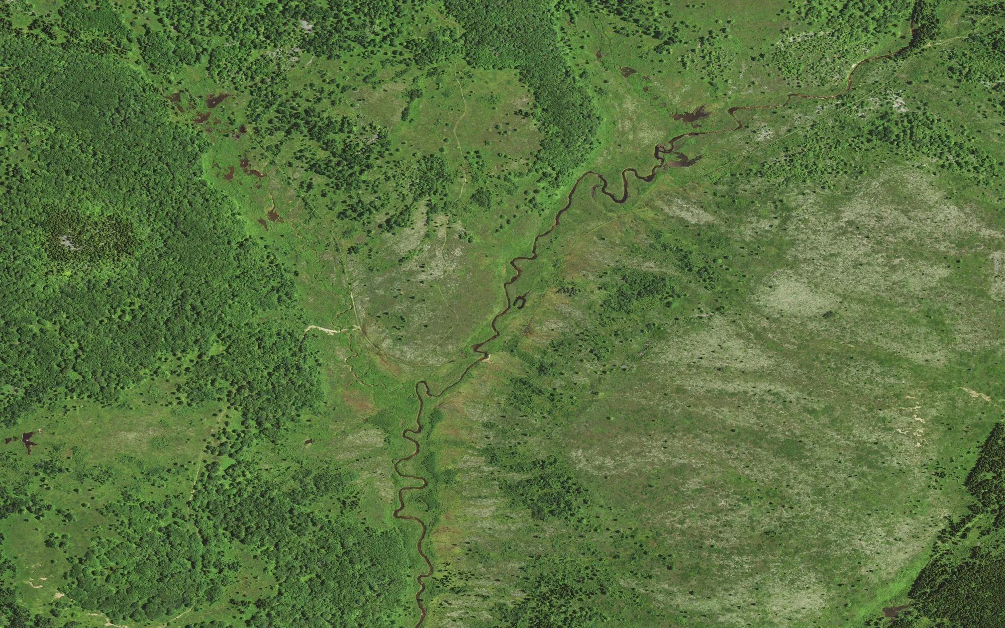 True-color NAIP image of forest, open heath barrens and a winding stream in the Dolly Sods Wilderness
